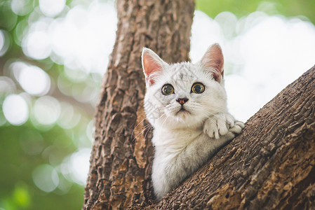 在树上玩耍的猫咪图片