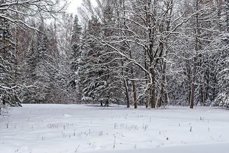 村庄冬季公园雪降后带树的覆盖着白峡谷大街降图片