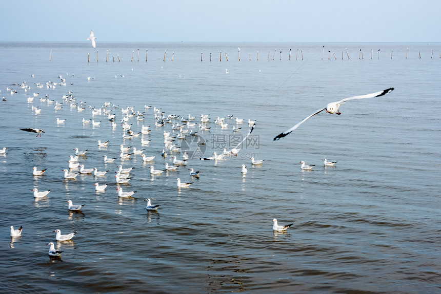 海鸥群美丽自然景观中的动物邦普娱乐中心海面上漂浮和飞翔的许多鸟类泰国北榄府著名旅游景点邦普娱乐中心的海鸥群自由支撑滨图片