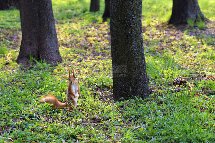 爪子春天站立一只小橘子松鼠站在树间阳光明媚的草地上后腿仔细观察城市公园的距离一只小橙子松鼠站在一个阳光明媚的城市公园护林处站着其图片