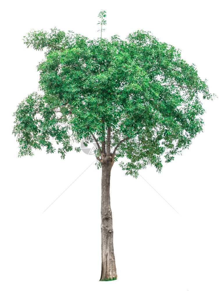 在白色背景上隔离的用于建筑设计或装饰工程的绿树用于建筑设计或装饰工作出去季节或者图片