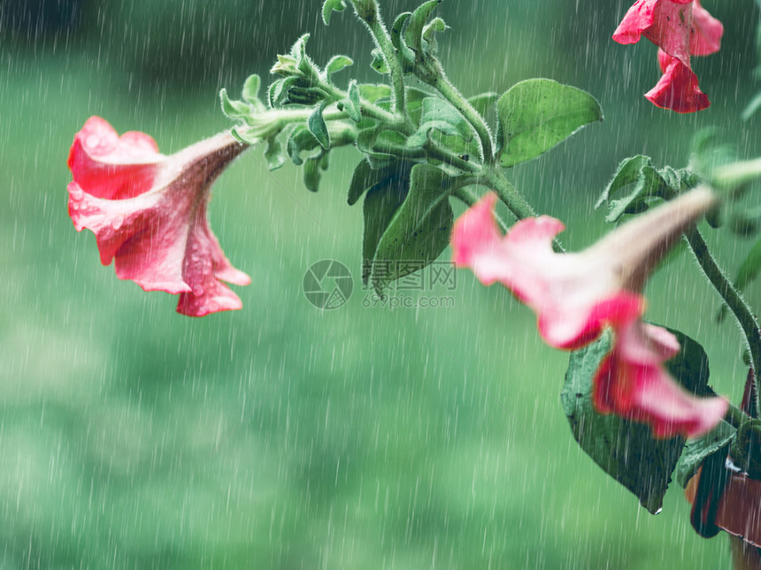 夏天晴窗外的花盆中红开朵玻璃上有雨滴杯子也有水滴底漆模糊的小菜果植物群图片