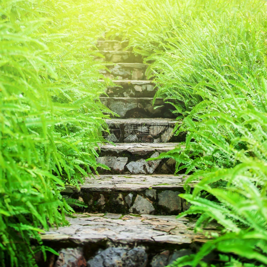 外部的景观春天一个宁静的植物花园楼梯上面有青绿色的树枝在石质楼梯上生长关注绿黄叶图片