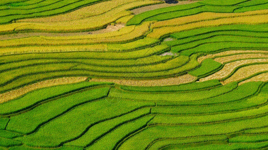 旅行食物亚洲山区田稻农业绿色地貌在Asian农场植树造林绿稻田水生态越南绿色黄环境生态系统土地背景图片