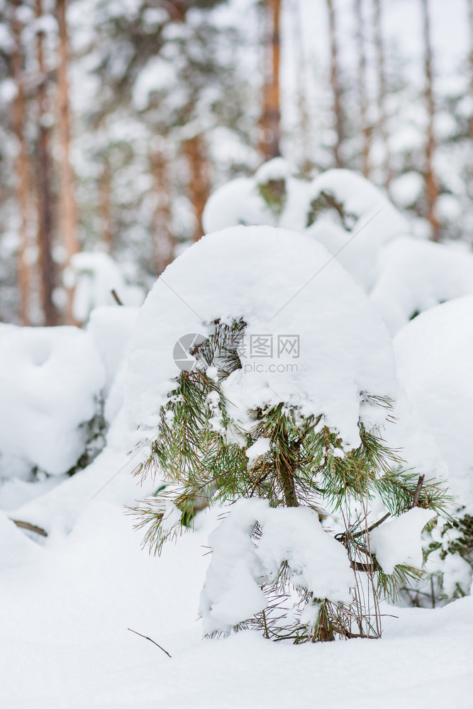 天气降雪森林中的早晨被雪覆盖的松树森林中冬季全景森林中的冬季全景寒冷图片