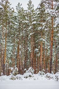 白色的天气森林中早晨被雪覆盖的松树森林中冬季全景森林中的冬季全景降雪图片
