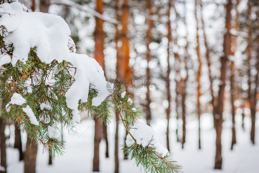 森林中的早晨被雪覆盖的松树森林中冬季全景森林中的冬季全景降雪树叶分支图片