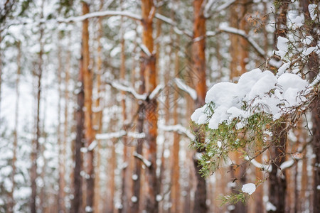 森林中的早晨被雪覆盖的松树森林中冬季全景森林中的冬季全景户外云杉假期图片