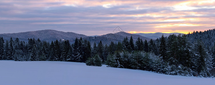 冬季雪景风光景树图片