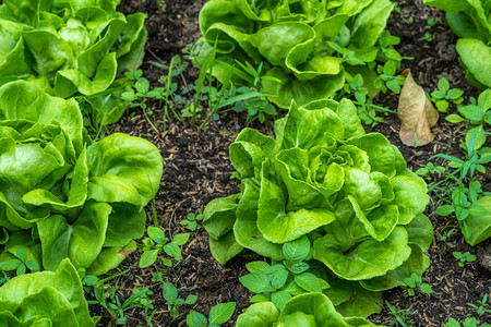 户外春天种植土壤的油头生菜或沙拉蔬园促进农业耕作绿树饮食图片