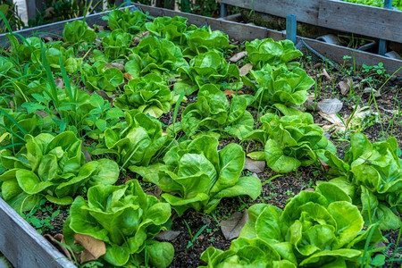 营养食物生产种植土壤的油头生菜或沙拉蔬园促进农业耕作绿树图片