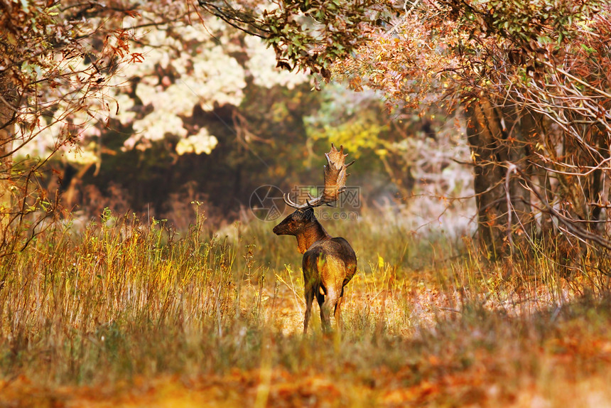 秋季森林里的鹿图片