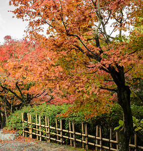 节日禅本京都东福寺的秋叶日本京都东福寺的秋叶天图片