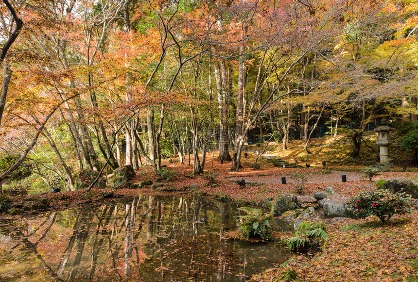 地标分支枫秋天在日本京都大地寺庙的花园里流出美丽的树叶图片