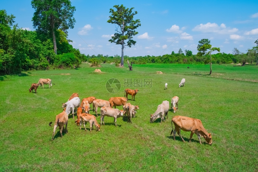 牛在新鲜的绿色夏野中放牧牛在绿地中放牧农村兽图片
