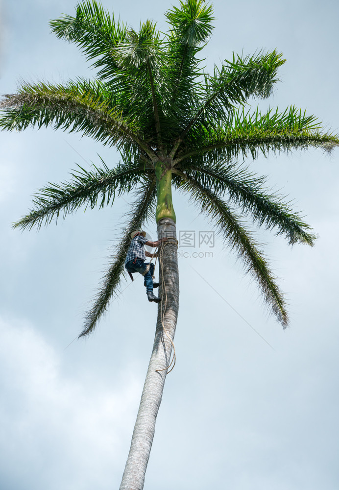 技术成年男用绳索攀爬高椰子树以获得可坚果在加勒比收获和农民工作食物天空图片