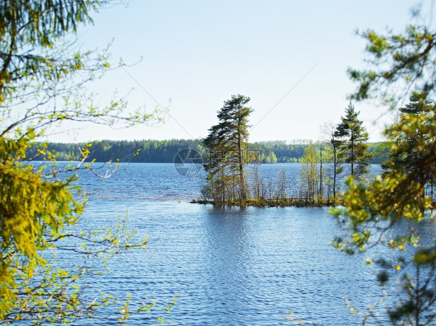 水平的旅行蓝色夏日森林湖在俄罗斯卡雷里亚图片