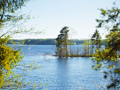 水平的旅行蓝色夏日森林湖在俄罗斯卡雷里亚图片