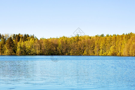 清除夏日的森林湖在俄罗斯卡雷里亚针叶岬图片