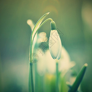 美丽的新鲜春天花朵雪莲在日落时草丛中美丽绽放石蒜科雪花莲生长图片
