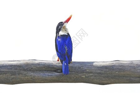 站立亚洲色彩多的鸟儿黑头捕王海西龙堆在白背景上隔绝的树枝分支图片
