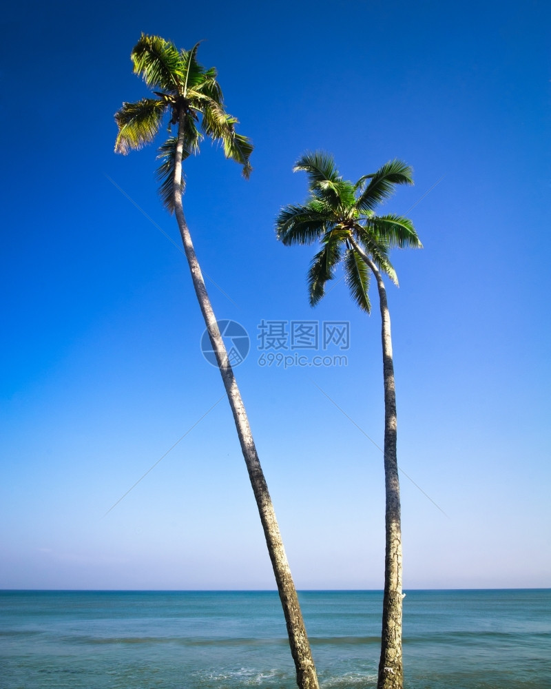 季节水草美丽的热带景观在蓝天下有海滨和棕榈树图片