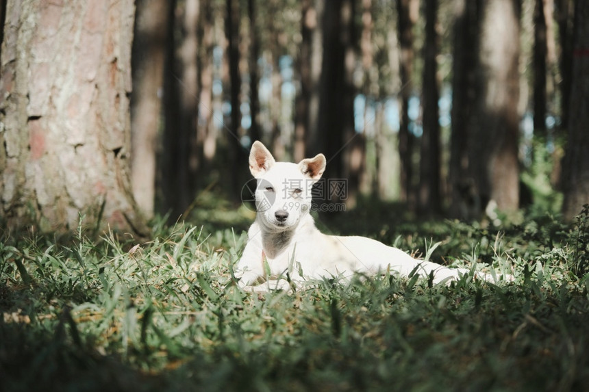 白色的宠物户外在公园可爱的狗白休息和放松在野外公园的草地上图片