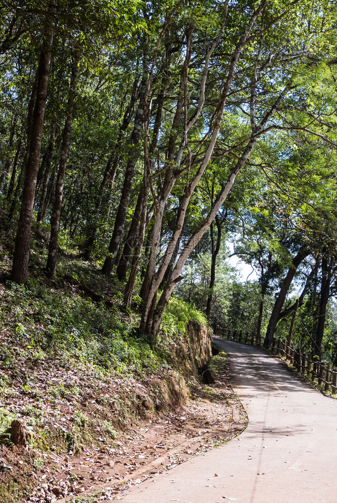 沿着泰国北部家公园入口处沿山丘通往泰国北部家公园的小型混凝土路冒险树图片