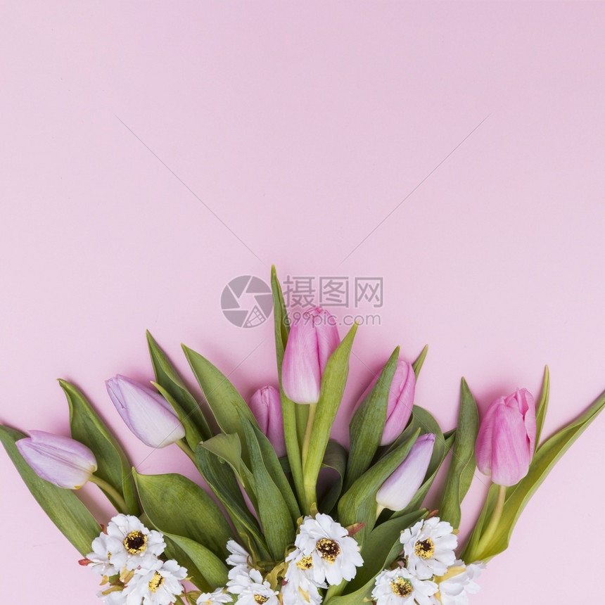 纸插图植物白粉色花朵高分辨率清晰度照片白粉色彩花优质照片图片
