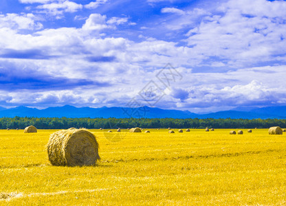 蓝天白云下的秋季稻田图片