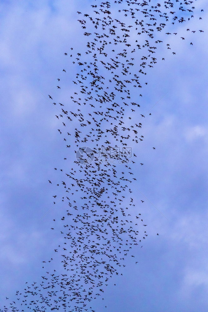动物一只蝙蝠群飞来吃晚夜的黄昏天空食物放牧蓝色的图片