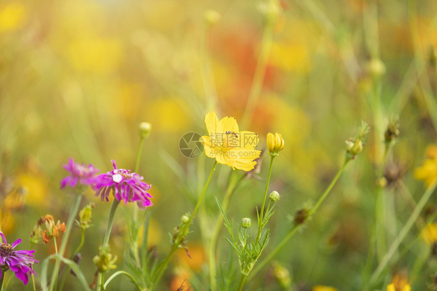 黄硫磺在大自然的花园里传朵晴天植物群场地图片