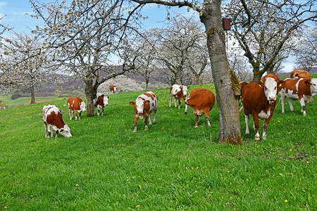 标签牛奶白色的牧草中年轻奶牛图片