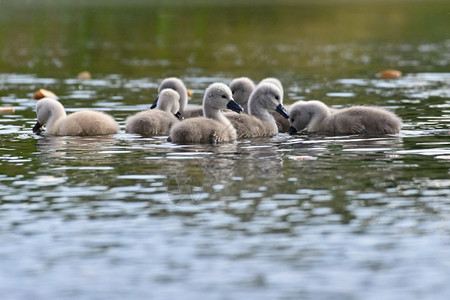 池塘中的天鹅幼崽图片