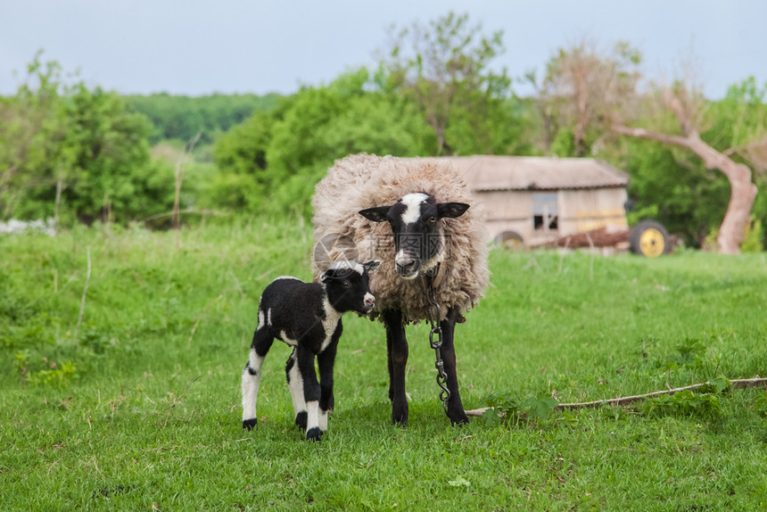蓝色的农村家庭羊和黑在草地上和在山图片