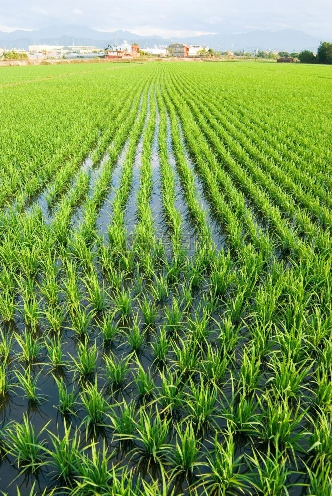 有机的草地绿田亚洲稻自然图片
