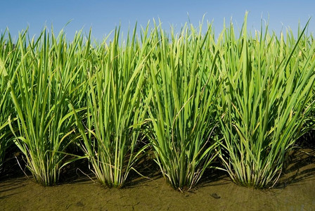 湿的农业景观绿田亚洲稻图片