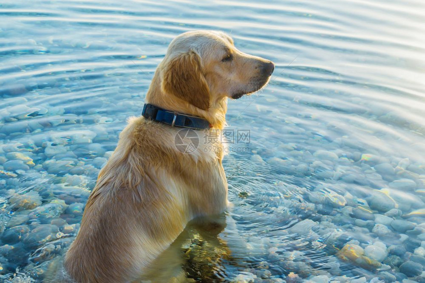 宠物狗坐在水里看远处图片