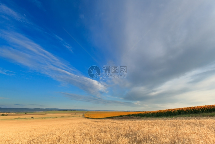 明亮的向日葵和蓝天背景下小麦田乡村的阳光图片