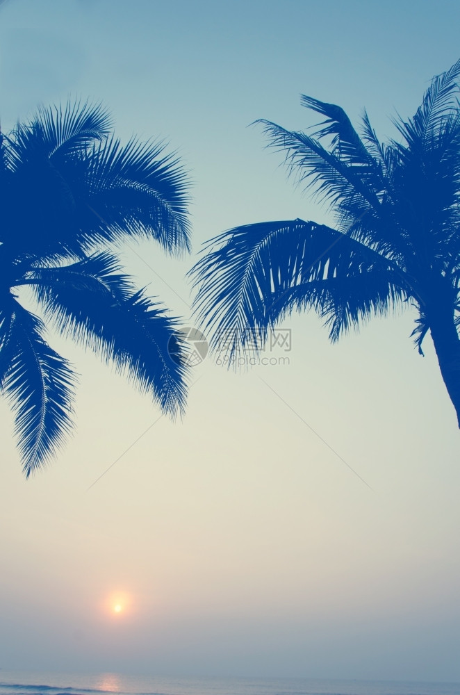 老的放松美丽日落背景上棕榈树太平洋图片