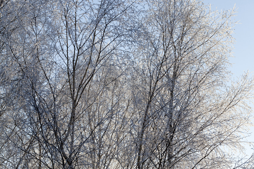 天气植物在明亮阳光下发的树木上霜冻厚层树枝上霜图片