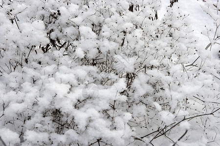 水晶树向下雪的纹理降寒冷图片