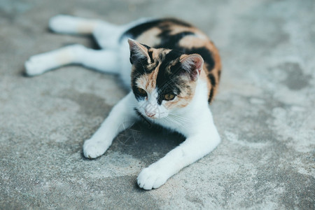 一只猫在水泥地板上图片