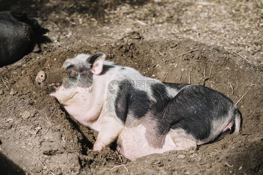 储蓄关闭猪睡觉的土壤阳光紧张图片