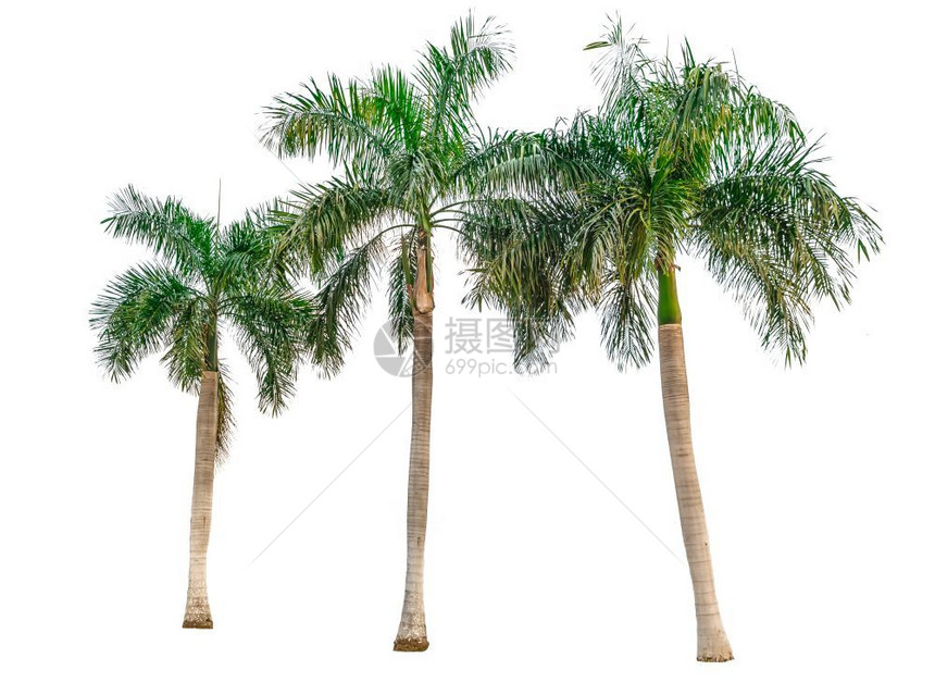 植物摄影收集白色背景上孤立的棕榈树收藏用于建筑设计或装饰工作和用于建筑设计或装饰工作的郁葱图片