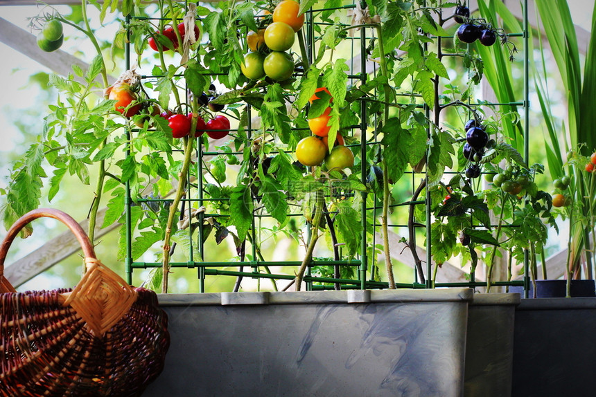 容器蔬菜园艺露台上的菜园红色橙黄黑的西红柿在容器中生长红色黑的西柿在容器中生长农业锅花盆图片