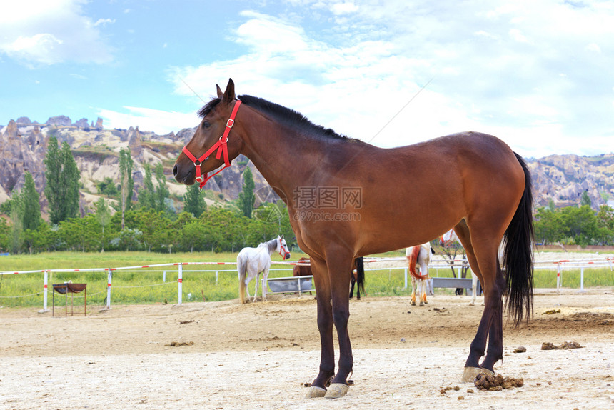 白天农场在绿色公园和卡帕多西亚山丘背景下一只年轻美丽而强壮的棕色马匹身着明亮红子站在一支为马准备的钢笔上坐在绿公园和卡帕多西亚山图片