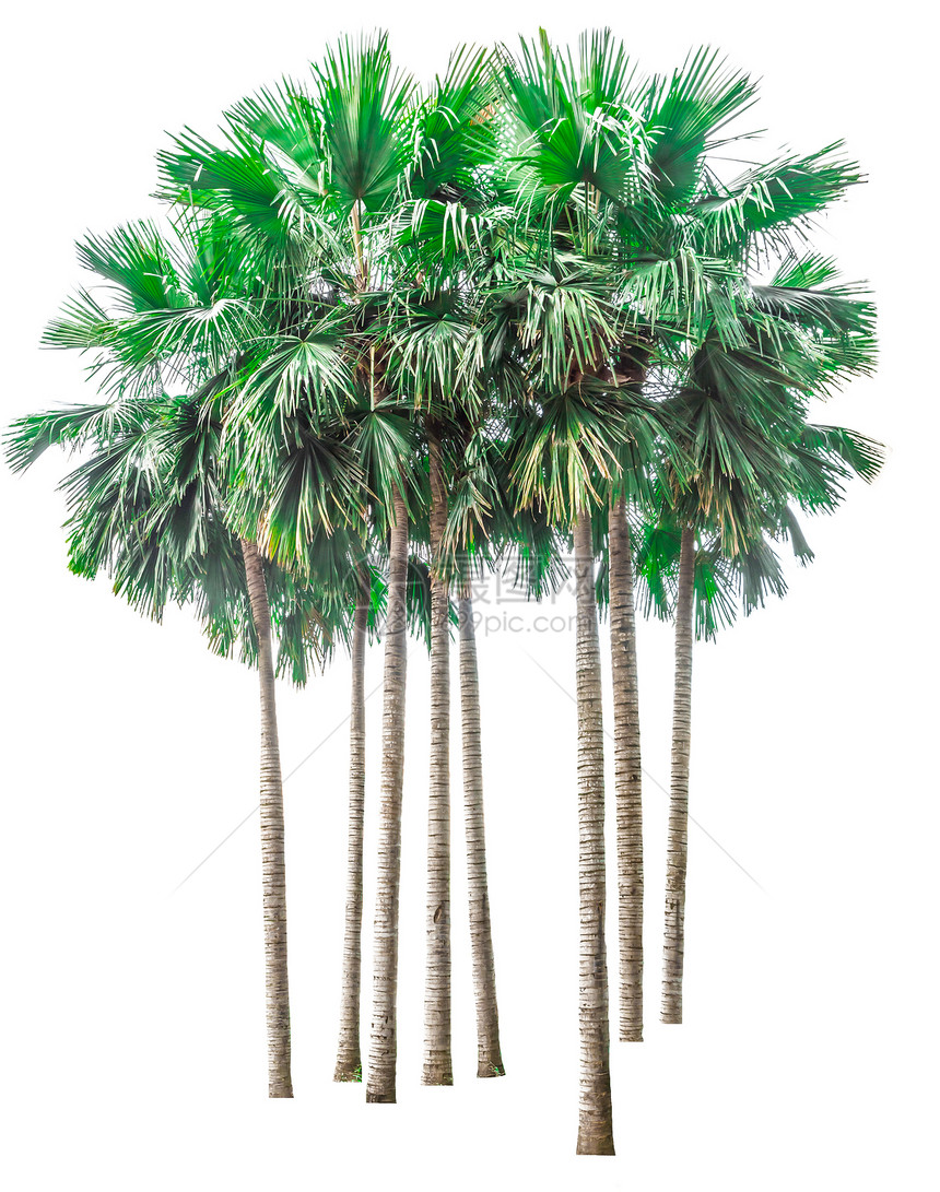 收集白色背景上孤立的棕榈树收藏用于建筑设计或装饰工作和用于建筑设计或装饰工作的环境树叶篱图片