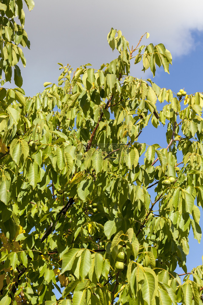 健康分支机构绿色树枝上新种的胡桃果树枝上的绿皮中胡桃作物树苗的一部分在秋初开始变黄天一早开始变黄在阳光明媚的天气下一个果园里关闭图片