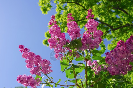 紫丁香花的分枝蓝色天空背景上绿叶子的紫银花分枝硅植物学香味季节背景图片